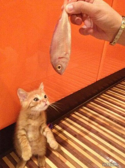 这条鱼是赏给我吃的么