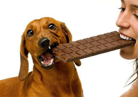 狗狗跟主人一起抢巧克力吃