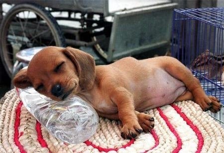 用矿泉水瓶当枕头睡觉的小狗