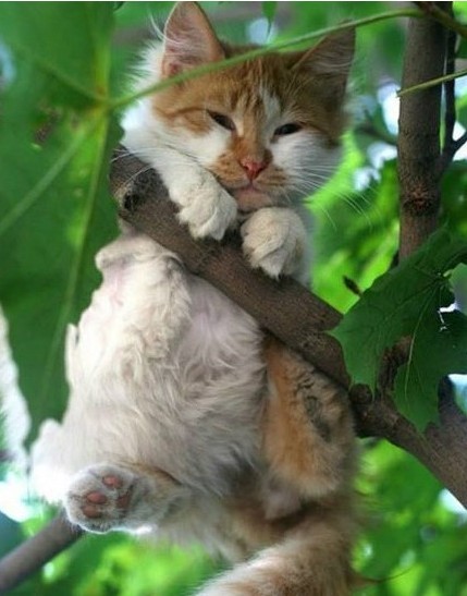 爬在树上围观的小猫