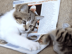 两只小猫用爪子愉快的玩耍