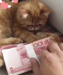 爱钱的猫咪，谁也别抢我的