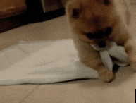 小狗自己盖毛毯