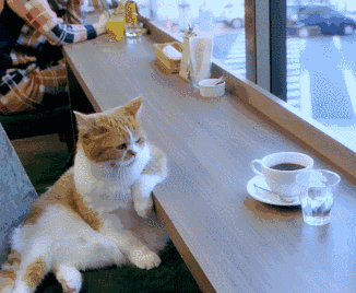 喝咖啡看风景的猫咪