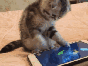 猫咪抓手机游戏里的小鱼儿