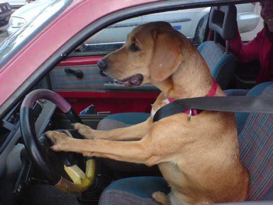 不只有人类会开车，狗狗也会
