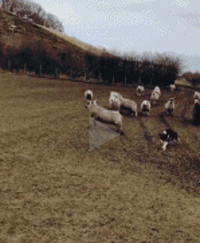 用狗狗去赶一群羊，事半功倍比人强多了