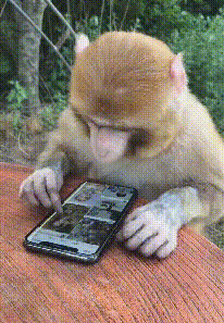 像人类一样玩手机的猴子