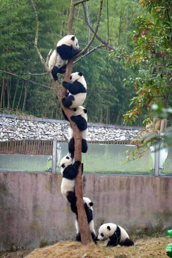 排队爬树的大熊猫