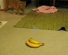 这根香蕉有毒不能吃，翻两圈玩玩走人