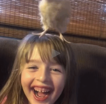 一只小鸡站在小女孩头上玩