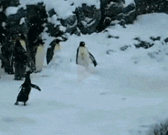 这是一只表演欲很强的企鹅