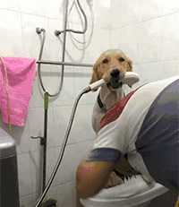 聪明的狗狗，还会帮助主人拿花洒洗头