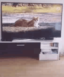 我要跟电视里的猫一起玩，跑哪去了呢