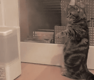 猫咪跟热气也能玩得欢