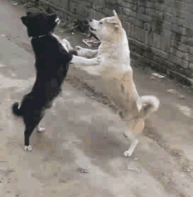 两只站着打架的狗狗，难分胜负