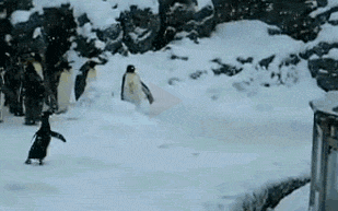 终于下雪了，小企鹅开心得跳起来