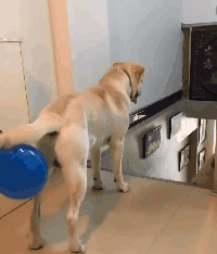 在狗狗尾巴上绑个气球摇来摇去