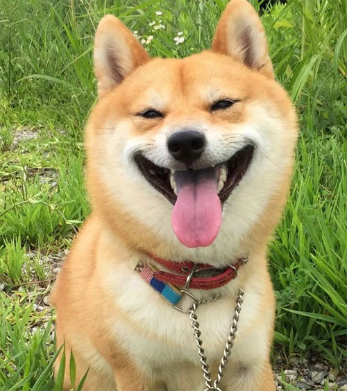 笑容甜美的柴犬