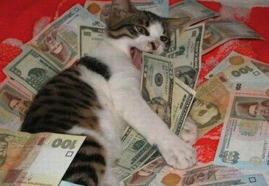 猫猫也爱钱钱