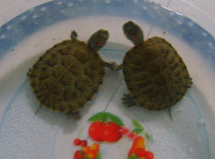 两只甜蜜相爱的小乌龟