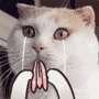 超级恶搞猫咪的QQ表情，改版的小猫图片