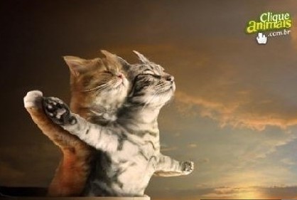 情侣猫咪演绎经典浪漫爱情