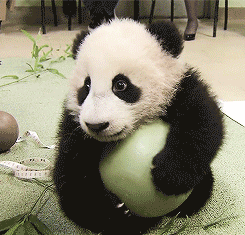 喜欢玩气球的熊猫宝宝