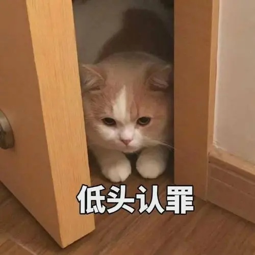 猫咪躲在门缝里低头认罪