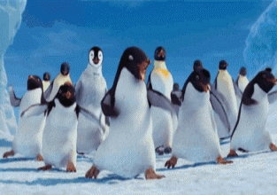一群跳舞的企鹅