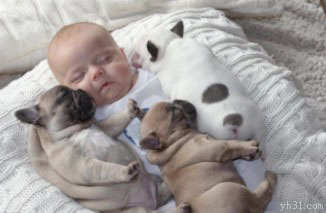 婴儿抱着两只狗狗睡觉