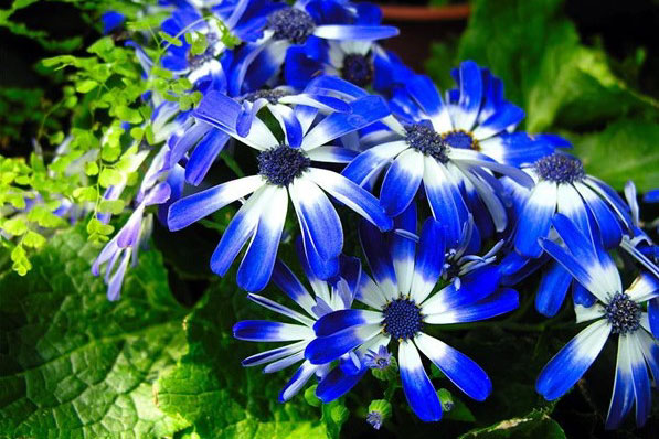 蓝色的花开了，格外美丽