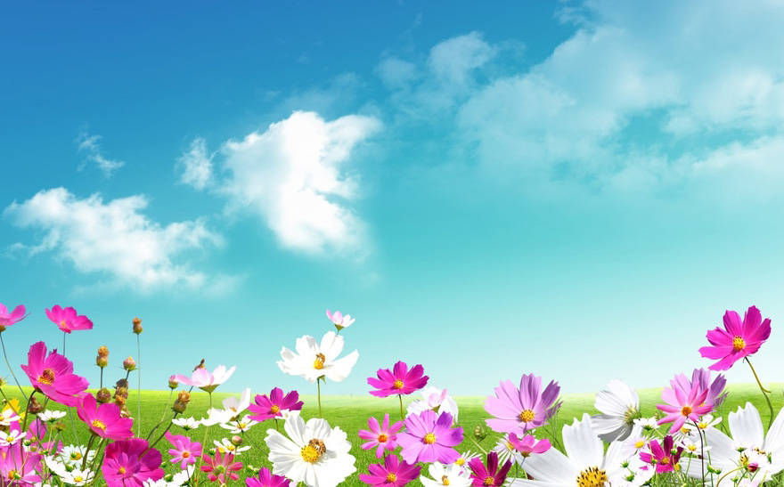 在那鲜花盛开的地方，有蓝天白云和绿草地
