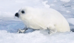 超萌的白色海狮动态图片