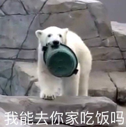 可爱搞笑的白熊表情图片