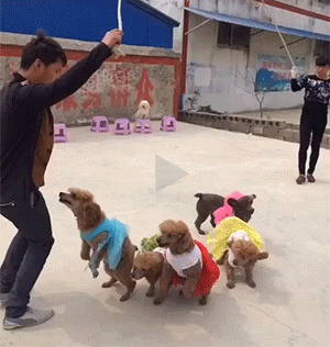 两男与一群狗狗的跳绳配合表演