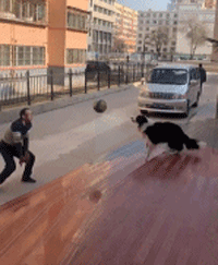 猫咪跟主人一起打排球