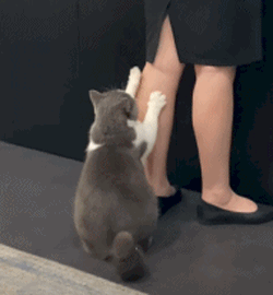 可爱的小猫挠女人大腿