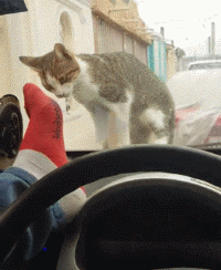 这车玻璃踹碎了，猫猫表示不背锅