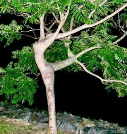 翩翩起舞的美丽树枝