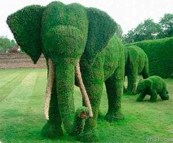 草地上的一群大象